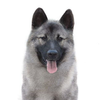 Petland Racine, Wisconsin Norwegian Elkhound