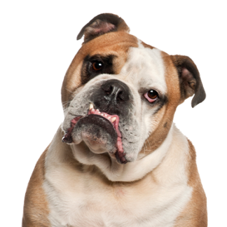 Petland Racine, Wisconsin Olde English Bulldogge