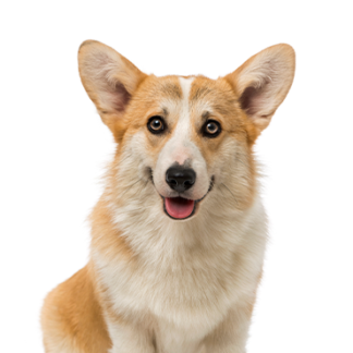 Petland Racine, Wisconsin Pembroke Welsh Corgi