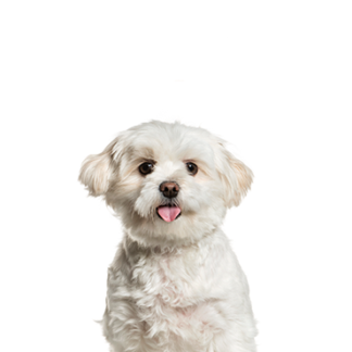 Petland Racine, Wisconsin Pomapoo