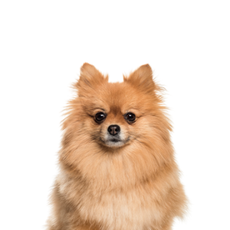 Petland Racine, Wisconsin Pomeranian