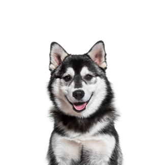 Petland Racine, Wisconsin Pomsky