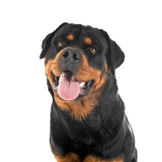 Petland Racine, Wisconsin Rottweiler