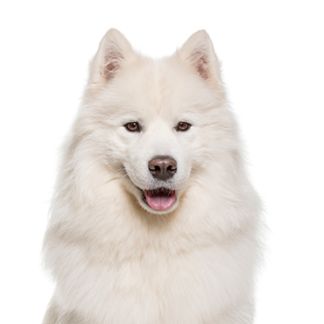 Petland Racine, Wisconsin Samoyed
