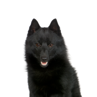 Petland Racine, Wisconsin Schipperke