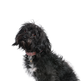 Petland Racine, Wisconsin Schnoodle