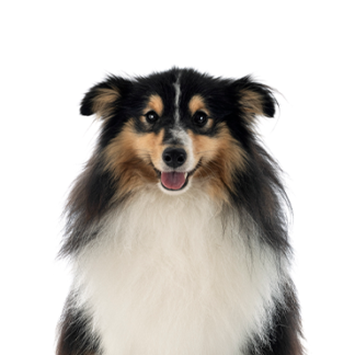 Petland Racine, Wisconsin Shetland Sheepdog