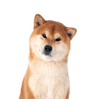 Petland Racine, Wisconsin Shiba Inu