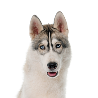 Petland Racine, Wisconsin Siberian Husky