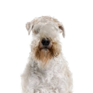 Petland Racine, Wisconsin Soft Coated Wheaten Terrier
