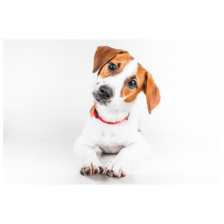 Jack Russell Terrier