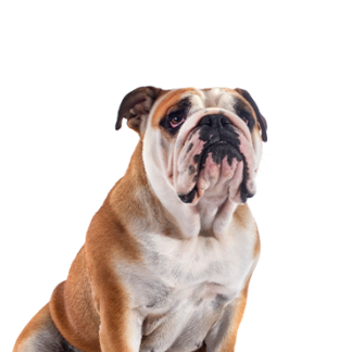 Petland Racine, Wisconsin Victorian Bulldog