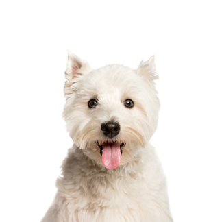 Petland Racine, Wisconsin West Highland White Terrier