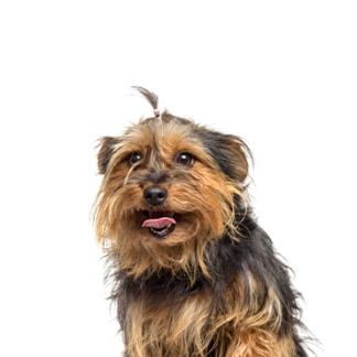 Petland Racine, Wisconsin Yorkie-Chon