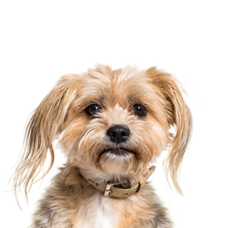 Petland Racine, Wisconsin Yorkiepoo