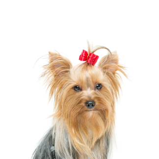 Petland Racine, Wisconsin Yorkshire Terrier