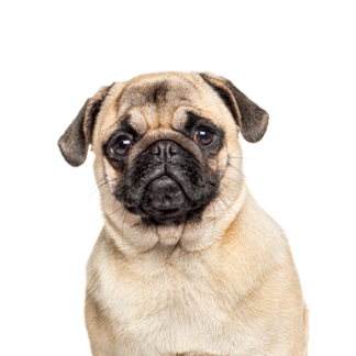 Petland Racine, Wisconsin Pug