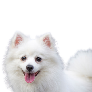 American Eskimo