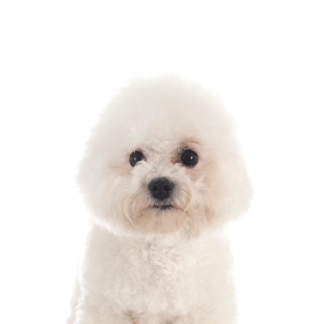 Petland Racine, Wisconsin Bichon Frise