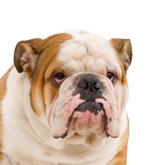 Petland Racine, Wisconsin English Bulldog
