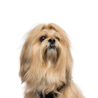 Petland Racine, Wisconsin Lhasa Apso