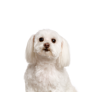 Petland Racine, Wisconsin Maltichon