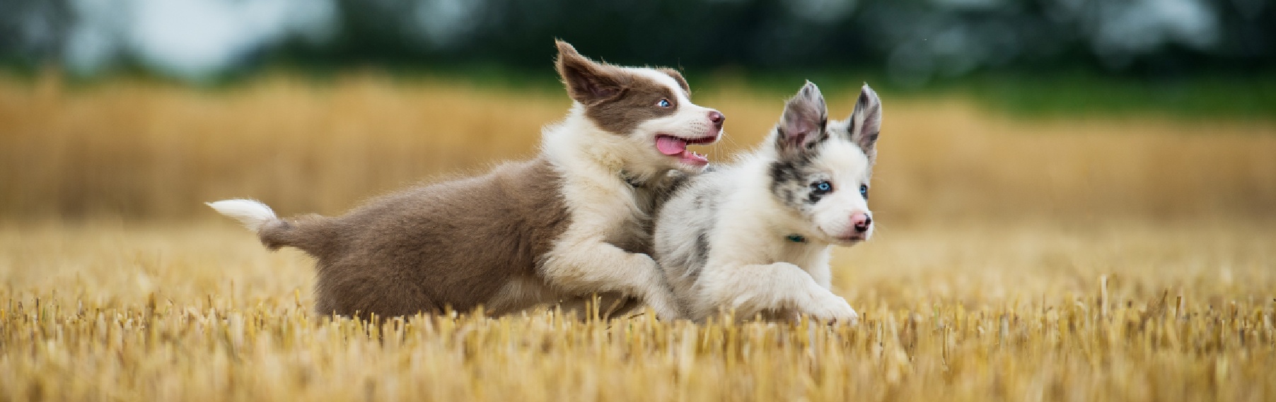 Pet Store Banner