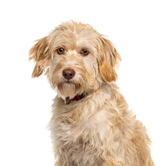 Petland Racine, Wisconsin Labradoodle