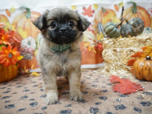 Peke-A-Poo DOG Female SABLE 20516 Petland Racine, Wisconsin