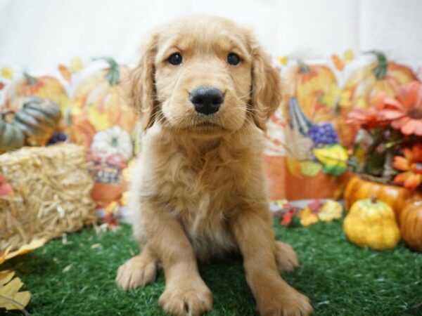 Golden Retriever DOG Male Golden 20563 Petland Racine, Wisconsin