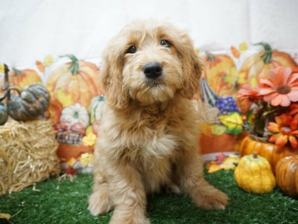 Goldendoodle Mini DOG Male cr 20569 Petland Racine, Wisconsin