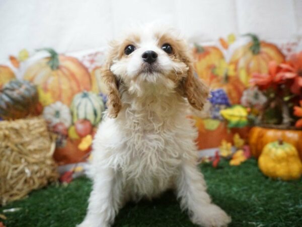 King Cockapoo DOG Female BLEN 20561 Petland Racine, Wisconsin