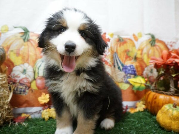 Miniature Australian Shepherd DOG Male TRI 20552 Petland Racine, Wisconsin