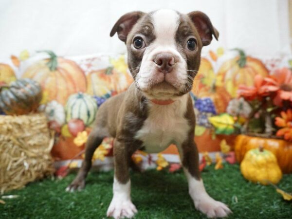 Boston Terrier DOG Male RED/W 20559 Petland Racine, Wisconsin