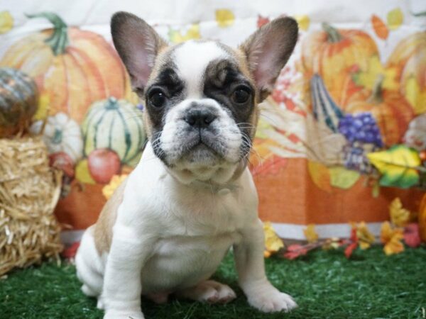 French Bulldog DOG Male RD/WH 20556 Petland Racine, Wisconsin