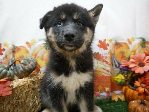 Pomsky DOG Male Black / White 20571 Petland Racine, Wisconsin