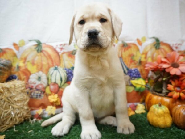 Labrador Retriever DOG Female Yellow 20566 Petland Racine, Wisconsin