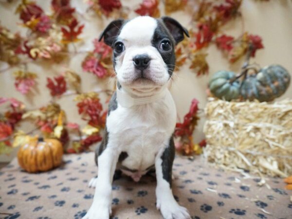 Boston Terrier DOG Male brdl-wh 20595 Petland Racine, Wisconsin