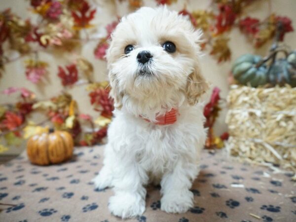 Cavachon DOG Female br-wh 20589 Petland Racine, Wisconsin