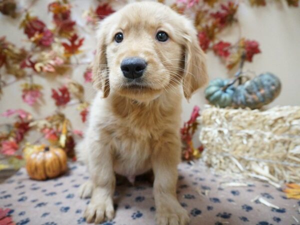 Golden Retriever DOG Male Golden 20594 Petland Racine, Wisconsin