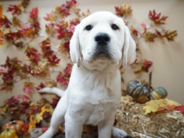 Labrador Retriever DOG Male Yellow 20603 Petland Racine, Wisconsin