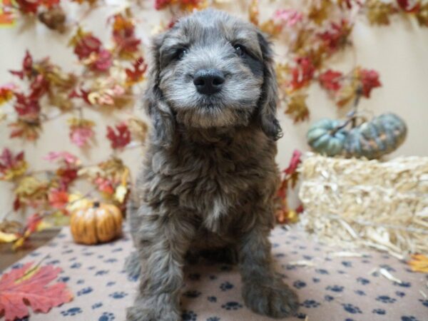 Mini Goldendoodle DOG Male bl merle 20591 Petland Racine, Wisconsin