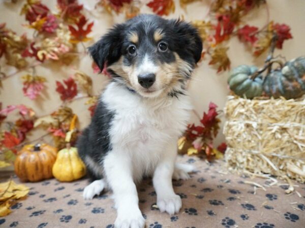 Shetland Sheepdog DOG Male Black / White 20602 Petland Racine, Wisconsin