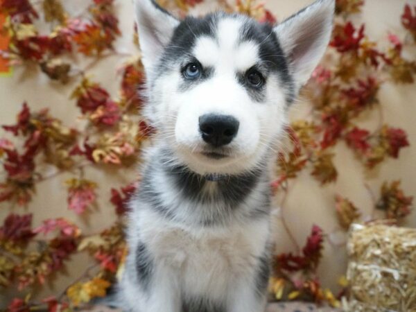 Siberian Husky DOG Female blk & wh 20598 Petland Racine, Wisconsin