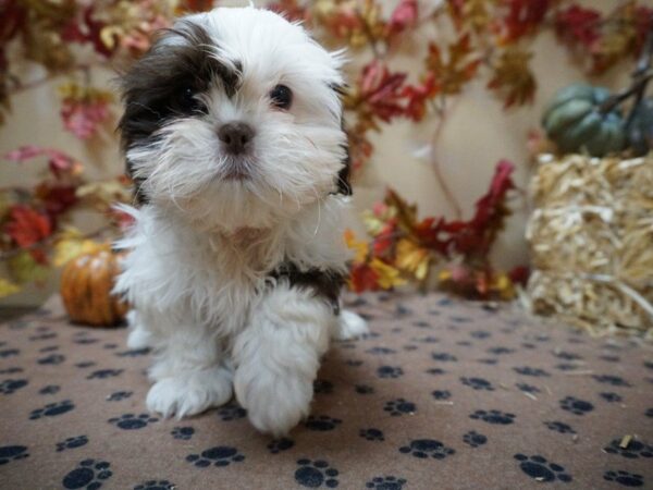 Shih Tzu DOG Female Liver / White 20601 Petland Racine, Wisconsin