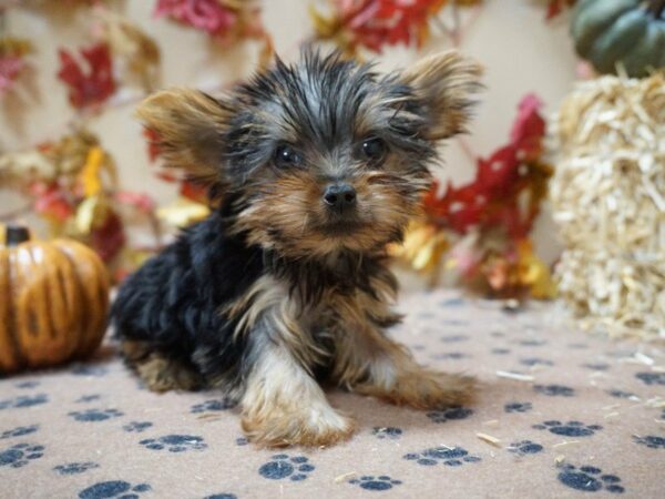 Yorkshire Terrier DOG Male BLK/TAN 20610 Petland Racine, Wisconsin