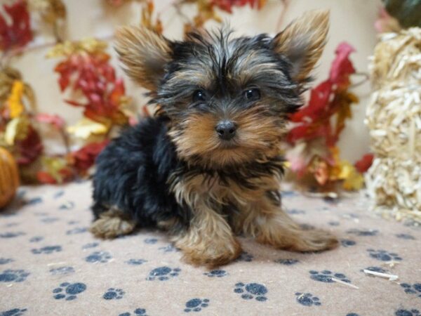 Yorkshire Terrier DOG Female BLK/TAN 20612 Petland Racine, Wisconsin