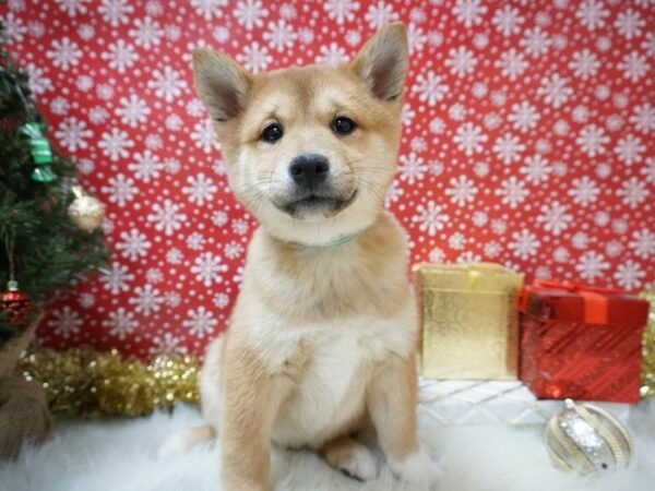 Shiba Inu DOG Male Red 20640 Petland Racine, Wisconsin