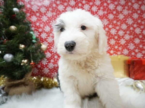 Old English Sheepdog-DOG-Male-blk-wh-20649-Petland Racine, Wisconsin