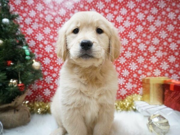 Golden Retriever DOG Female gldn 20647 Petland Racine, Wisconsin